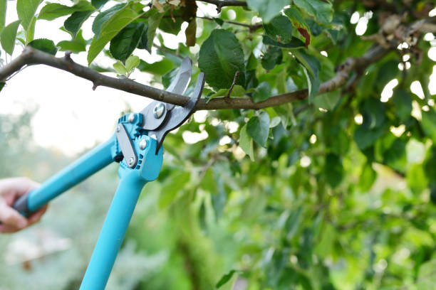 Best Tree Care Services  in USA